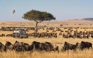 SafariFind